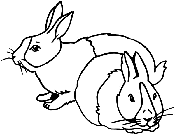 Two bunny rabbits vinyl sticker. Customize on line.  Animals Insects Fish 004-1126  